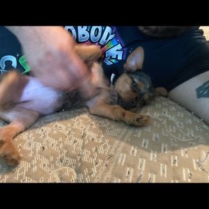 Meet your Posher, Chasity